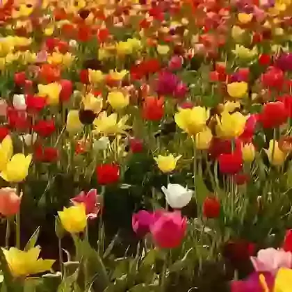 Mid Season Tulip Mixture